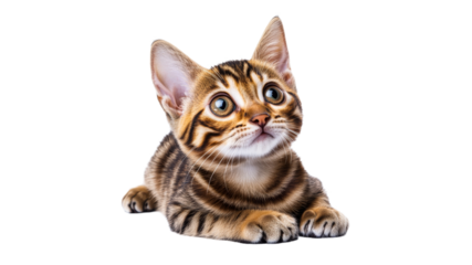 Cute Bengal kitten looking up adorably