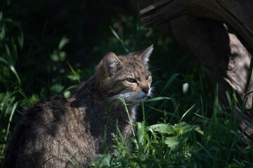 The Scottish Wildcat (Felis silvestris silvestris).