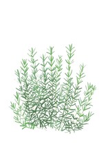 Rosemary herb illustration gardening aroma 