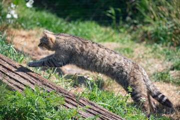 Obraz premium The Scottish Wildcat (Felis silvestris silvestris).