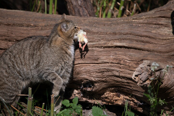 The Scottish Wildcat (Felis silvestris silvestris).