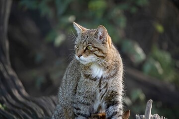 The Scottish Wildcat (Felis silvestris silvestris).