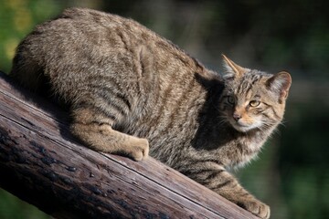 The Scottish Wildcat (Felis silvestris silvestris).
