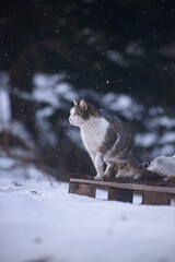 A cat stands on a wooden platform in a snowy landscape, gazing into the distance as snowflakes fall, capturing the serene beauty of winter and the charm of a curious feline.
