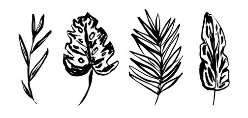Set of grunge textured vector black ink hand dawning tropical leaves, fern, monstera leaf. Artistic paintbrush botanical elements for textile pattern design, greeting card, logo © Tatahnka