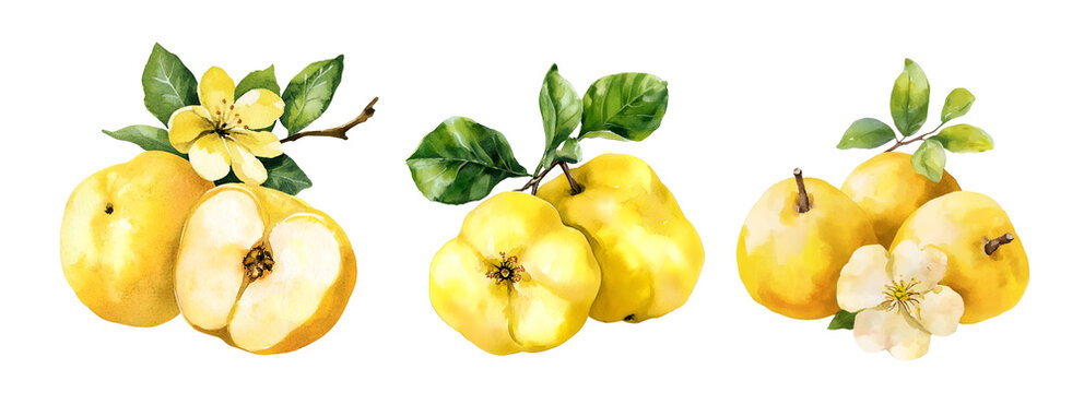 Yellow quince whole fruits with flowers, watercolor clipart illustration with isolated background.
