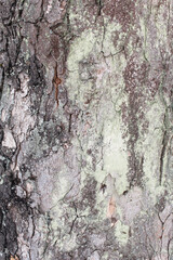 tree bark natural background texture