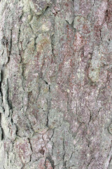 tree bark natural background texture