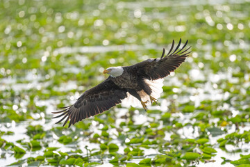 Bald Eagle soars through the marsh. 