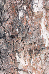 tree bark natural background texture