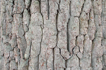 tree bark natural background texture
