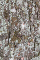 tree bark natural background texture