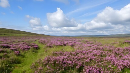 A sprawling field of heather in full bloom