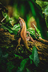 lizard on a tree