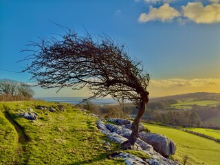 A lone windswept tree clings to a rocky limestone hill, its twisted form shaped by the relentless...