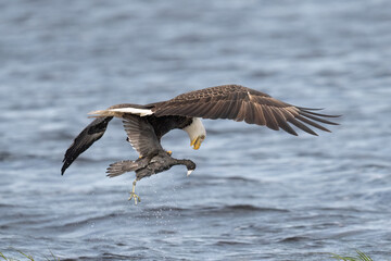Bald Eagle with an American Coot. 