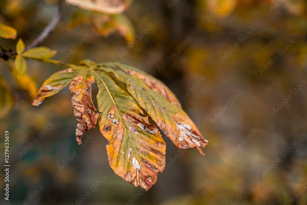 Aufkleber close up view of autumn leaves showcasing vibrant colors and natural textures in a tranquil setting