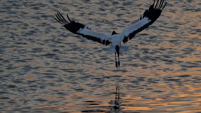 Aerial view of a bird flying over water at sunset, capturing serene motion. Ideal for a nature video showcasing tranquil, natural beauty.