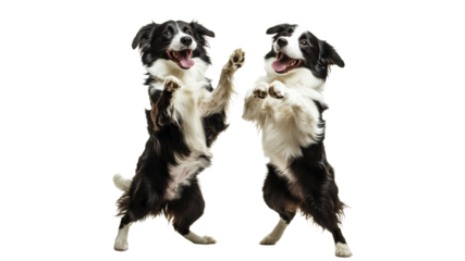 Two playful dogs dancing in joyful celebration