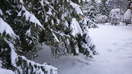A snow-covered evergreen tree with branches weighed down by fresh snowfall. The untouched white landscape and distant trees create a peaceful winter scene.