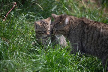 Scottish Wildcat (Felis silvestris silvestris) and kitten. 