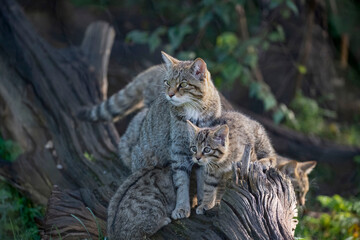 Scottish Wildcat (Felis silvestris silvestris) and kitten. 