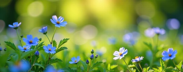 Blue forget me nots in a sunny meadow with wildflowers, garden, botanical