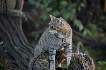 Scottish Wildcat (Felis silvestris silvestris) and kitten. 