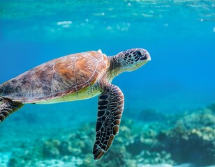 Fototapeta premium A majestic sea turtle gliding through transparent blue waters, symbolizing marine conservation
