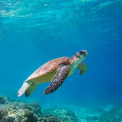 Obraz premium A majestic sea turtle gliding through transparent blue waters, symbolizing marine conservation