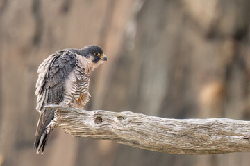 Peregrine Falcon on a cold winter morning. 
