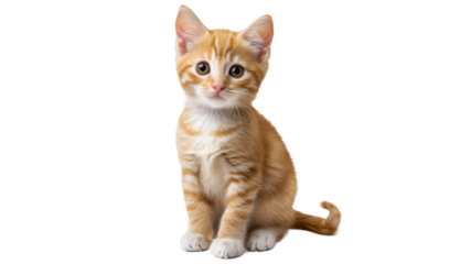Cute orange kitten sitting and looking curiously