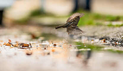 Small sparrow washing in a street pond..