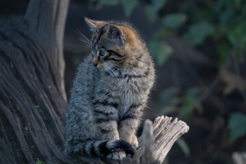 Scottish Wildcat (Felis silvestris silvestris) kitten. 