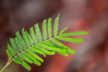 fern leaf on a red background