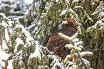 male golden eagle (Aquila chrysaetos) on a snow-covered spruce tree