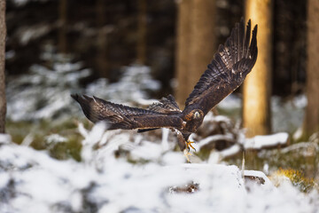 male golden eagle (Aquila chrysaetos) departure in the winter forest