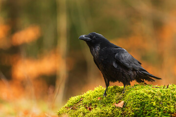 common raven (Corvus corax) nice portrait against the colourful background of the forest