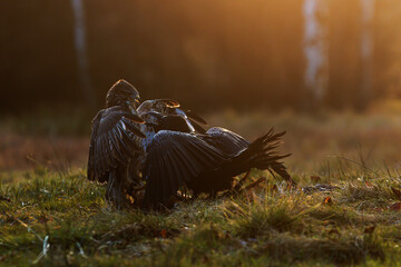 common buzzard (Buteo buteo) and male common raven (Corvus corax)