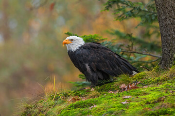 adult bald eagle (Haliaeetus leucocephalus) portrait in the forest