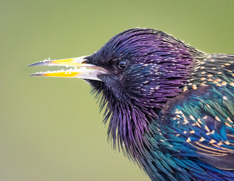 A European Starling On The Snow
