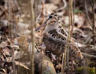 American Woodcock
