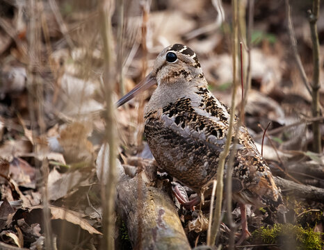 American Woodcock