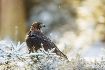 male golden eagle (Aquila chrysaetos) like a king of birds in the winter forest