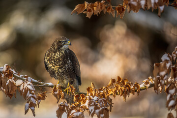 common buzzard (Buteo buteo) in the beautiful light of the winter forest