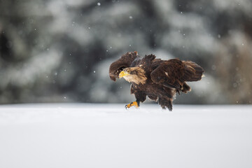 White-tailed eagle (Haliaeetus albicilla) running in the snow