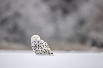 The snowy owl (Bubo scandiacus), also known as the polar owl, the white owl on a snowy plain