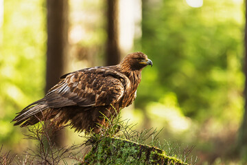 male golden eagle (Aquila chrysaetos) on a stump in the forest