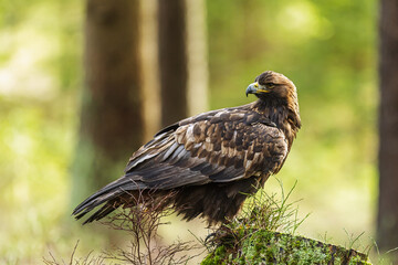 male golden eagle (Aquila chrysaetos) on a stump in the woods with his head turned backwards