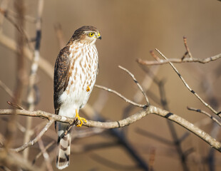 Sharp-shinned Hawk